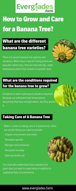 How to Grow and Care for a Banana Tree?