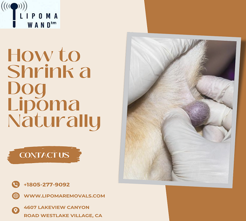 How to Shrink a Dog Lipoma Naturally?