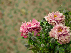 Real vs Artificial Flowers: Which One is Better?