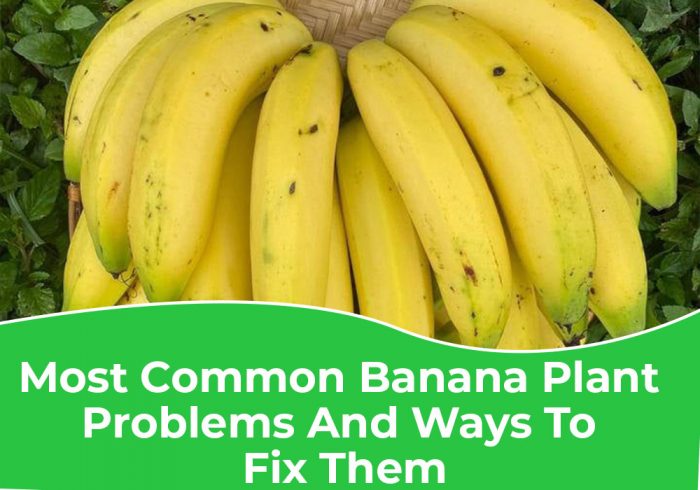 Most Common Banana Plant Problems And Ways To Fix Them