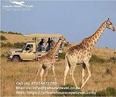 Tours From Cape Town