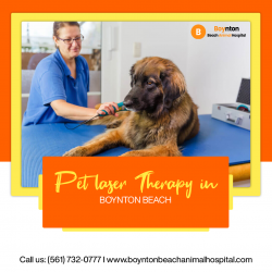 Pet Laser Therapy in Boynton Beach