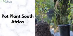 Pot plants of South Africa by Eco Whizz