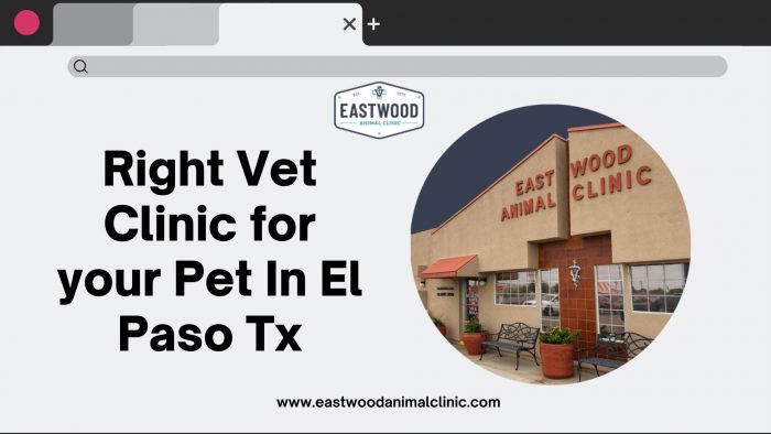 Right Vet Clinic for your Pet In El Paso Tx