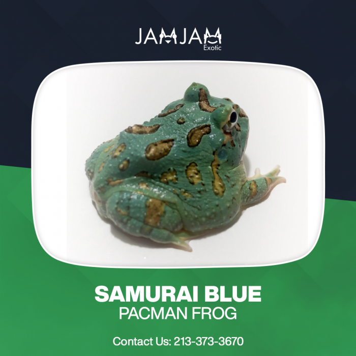 Buy Top-quality Samurai Blue Pacman Frog
