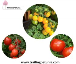A great variety of tomato seeds are for sale