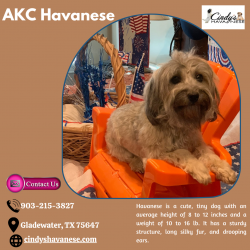 AKC Havanese Dogs For Sale In Texas