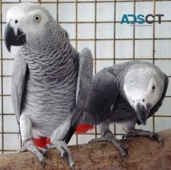 Birds for Sale in Australia | ADSCT Classified
