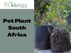 Buy Pot Plant in South Africa