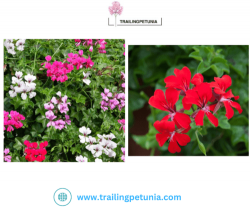 Are you looking to buy geranium seeds online?