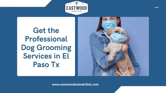 Get the Professional Dog Grooming Services in El Paso Tx