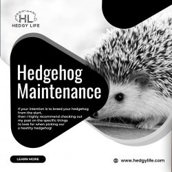 Online best hedgehog maintenance and guide at HEDGY LIFE