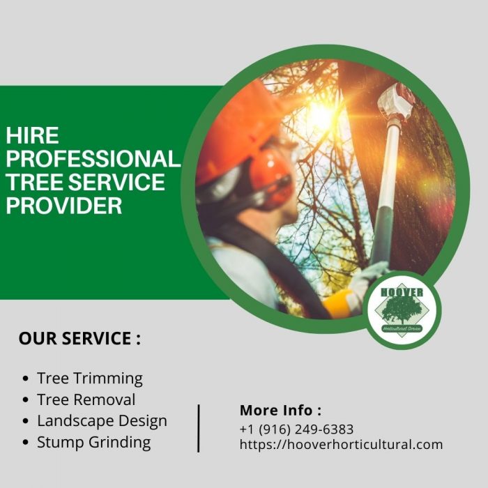 Hire Professional Tree Service Provider
