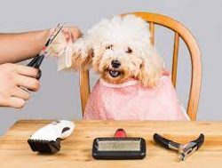 Dog Grooming Accessories