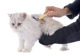 Deshedding Brush For Long Hair Cats