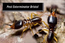 We are the best pest exterminator Bristol.
