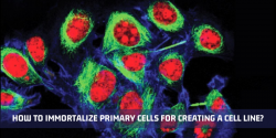Immortalization of Primary Cells