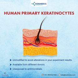 Human Primary Keratinocytes