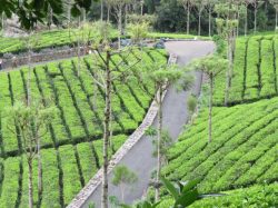 Kotagiri Tourist Places To Enjoy The Perfect Vacation In South India 2022!