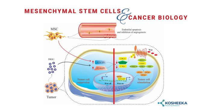 Mesenchymal Stem Cells & Cancer Biology