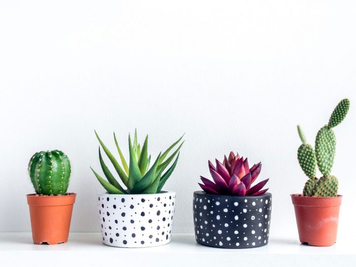 These Beautiful Plant Pots By Jungle Collective Are A Great Investment