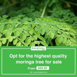 Opt for the highest quality moringa tree for sale