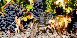 Best Time To Plan & Go On A Sonoma Wine Tour