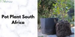 The Best Pot Plants for Every Room in South Africa House