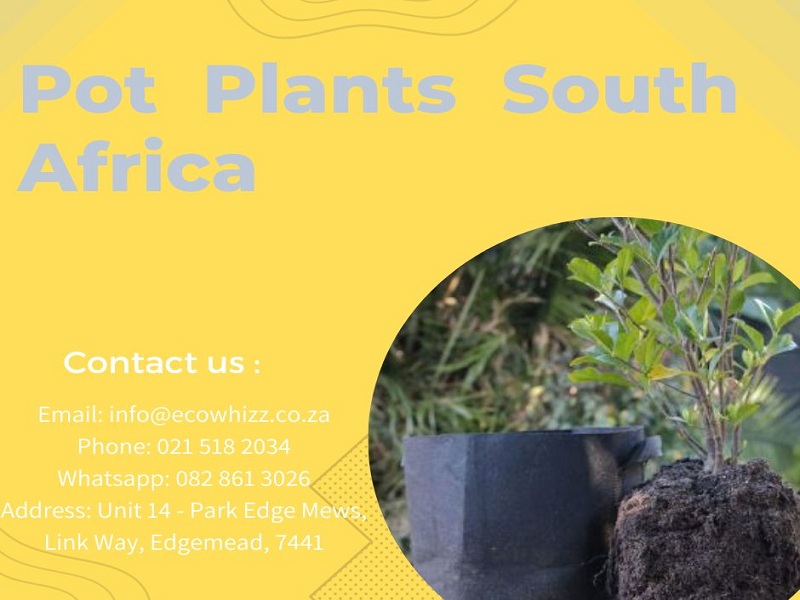Pot Plants South Africa: A Healthy Mix Of Green And Colour