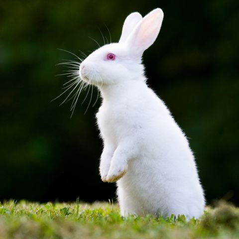 Rabbits for Sale in Australia | ADSCT Classified