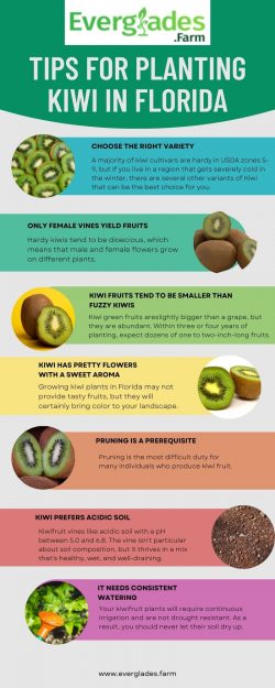 Tips For Planting Kiwi in Florida