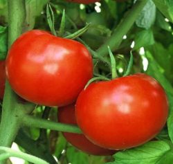 Tomato Seeds for Sale at Trailing petunia