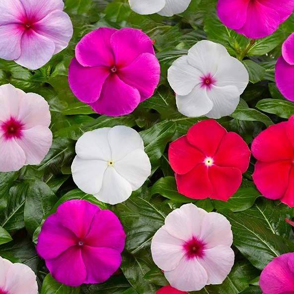 Are you looking to buy Vinca seeds online?