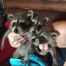 Males and Females Racoons Puppies for sale