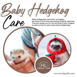 Get thorough tips on how to baby hedgehog care with Hedgy Life!