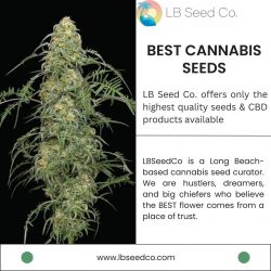 Best Cannabis Seeds | LB Seed Co