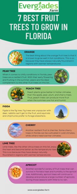 7 Best Fruit Trees to Grow in Florida