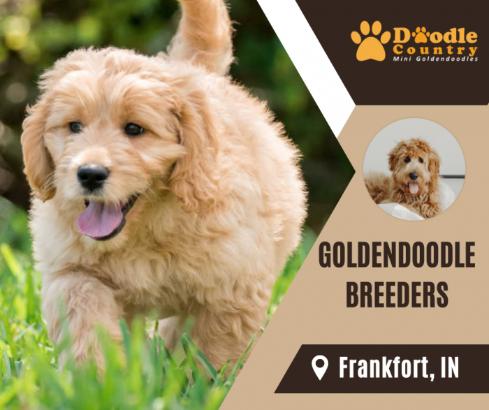 Buy Best Goldendoodle Breeders