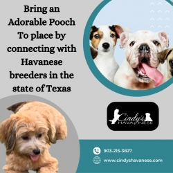 Bring an Adorable Pooch To place by connecting with Havanese breeders in the state of Texas