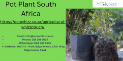 Real Pot plants South Africa Customer Reviews You Need to See