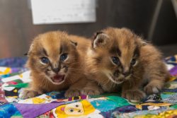 African Caracals Kitten for sale