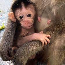 Baby Java Macaque Monkeys For Sale