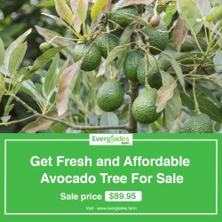 Get Fresh and Affordable Avocado Tree For Sale