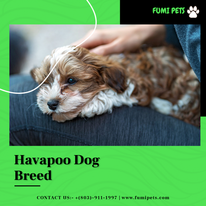 Find Havapoo Dog Breed Online