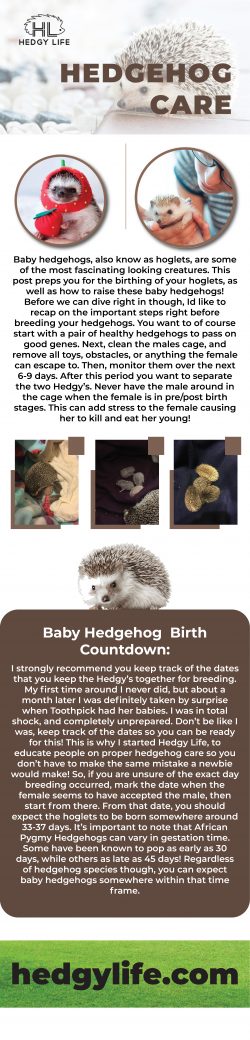Are you aware of the hedgehog care and maintenance of HedgyLife?
