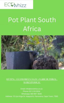 How to Get the Best Price For Pot Plant South Africa