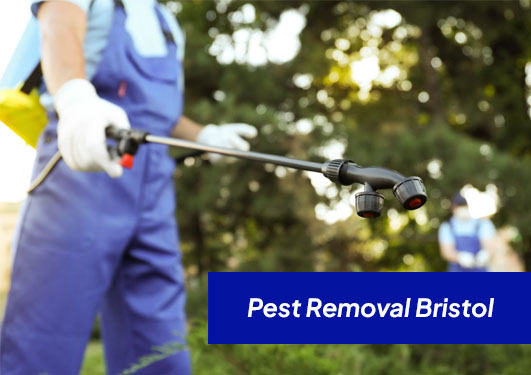 We are the most reliable and simply the best pest exterminator Bristol