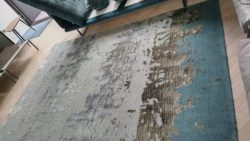 Why DIY Carpet Cleaning Becomes Problematic