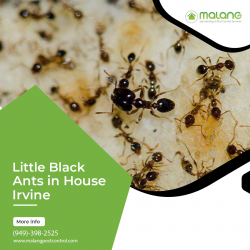 Little Black Ants In House Irvine