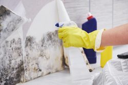 Get Effective Mold Removal in Your Budget